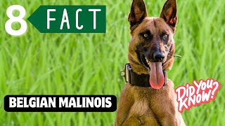 Belgian Malinois  Top 8 Facts