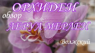 ОБЗОР  ОРХИДЕИ и не только в ЛЕРУА МЕРЛЕН ВОЛЖСКИЙ 😘 03 июля 2021 🏵️ Пульсация🌸БУХАРЕСТ Штелленбош 😘
