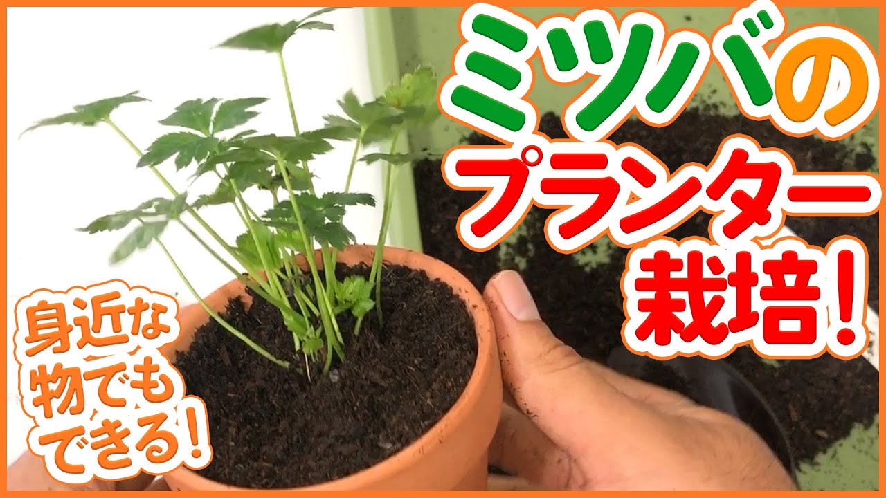 家庭菜園 自宅で初心者でも簡単 ミツバのプランター栽培方法 ベランダ菜園 三つ葉 シェア畑 Youtube