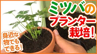 家庭菜園 自宅で初心者でも簡単 ミツバのプランター栽培方法 ベランダ菜園 三つ葉 シェア畑 Youtube