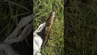 Please subscribe #carpworld #carp #fishing #carpfishing #bigcarp #camping #carplife