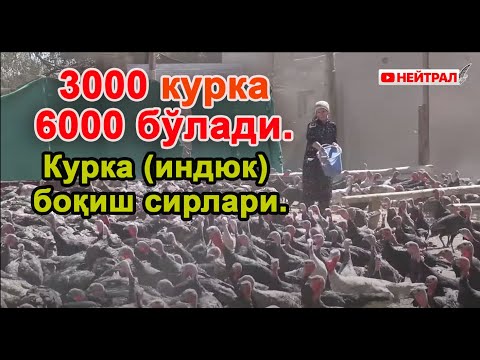 Video: Palovni Kurka Bilan Qanday Tayyorlash Mumkin