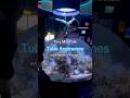 Take a deeper dive into the life of an aquarist in this Tiny Mic Talk with Kirsten! 🫧