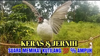 Suara pikat kutilang 100% ampuh bikin emosi kutilang liar || Cocok Untuk Masteran & Pikat