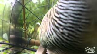 Download Merbok Pikat Video MP3 Merbok Pikat