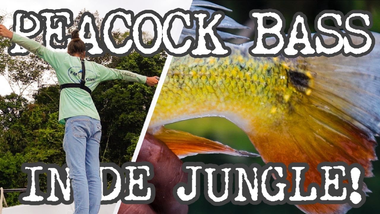 Ik ga VISSEN in een REGENWOUD!!  (PEACOCK BASS) --  Vlog 10