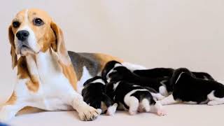 Training Your Beagle Tips for Obedience Success