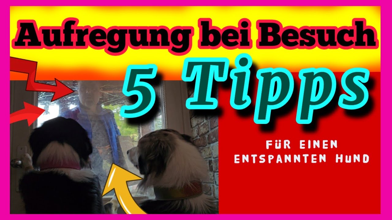 5 EFFEKTIVE TIPPS damit dein Hund entspannt bleibt, wenn Besuch kommt SPEZIALTIPP FÜR HÄRTEFÄLLE