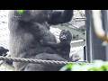 キンタロウを躾けるモモタロウ。赤ちゃんサンタロウを守るため|京都市動物園|撮影日2026.5.6|【きょうのゴリラ】