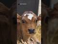 Tatlı Buzağı Sakış Çiğniyor | Cute Baby Calf 😇🥰 #villagelife #farm #cuteanimals #funnyanimals #viral