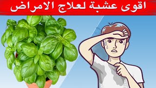 فوائد نبات الحبق   16 فائدة رهيبة لنبات الحبق ستبهرك! و7 اضرار الحبق محتملة