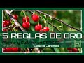 5 Reglas de oro para 🌳 PODAR y CUIDAR un 🍒 CEREZO 🍒   | LdN