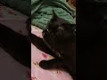 Идея предпраздечного вечера от Марсика