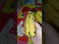 I found a queen banana