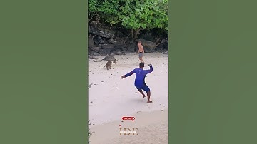 Bule Asik Foto,Di Ganggu Rombongan Monyet Liar