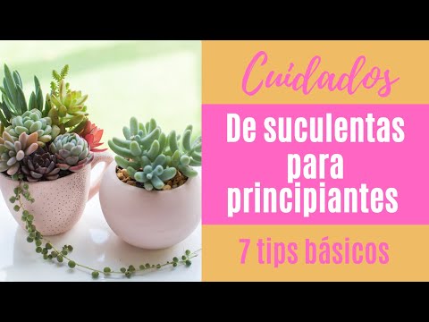 Video: Cómo cuidar las suculentas en casa: consejos