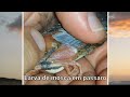 Retirando larva de berne (Philornis Sp ) de pássaro onde o parasita estava mais interno !!