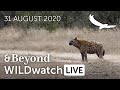 WILDwatch Live | 31 August, 2020 | Morning Safari |