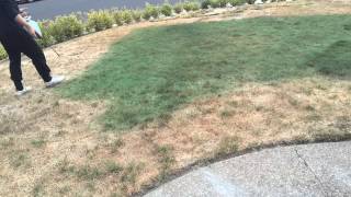 Grass Painting using Non-Toxic Grass Paint and 1 gallon lawn sprayer