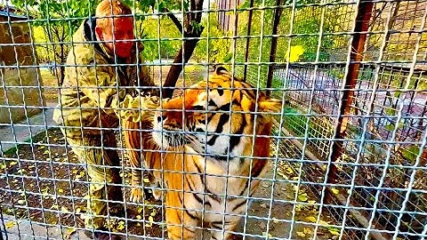 Я аж ДЫШАТЬ ПЕРЕСТАЛА когда Олег Зубков зашел в вольер к самому ОГРОМНОМУ ТИГРУ Грему!!!