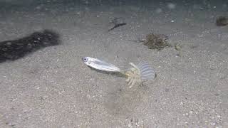 Anemone vs. Fish