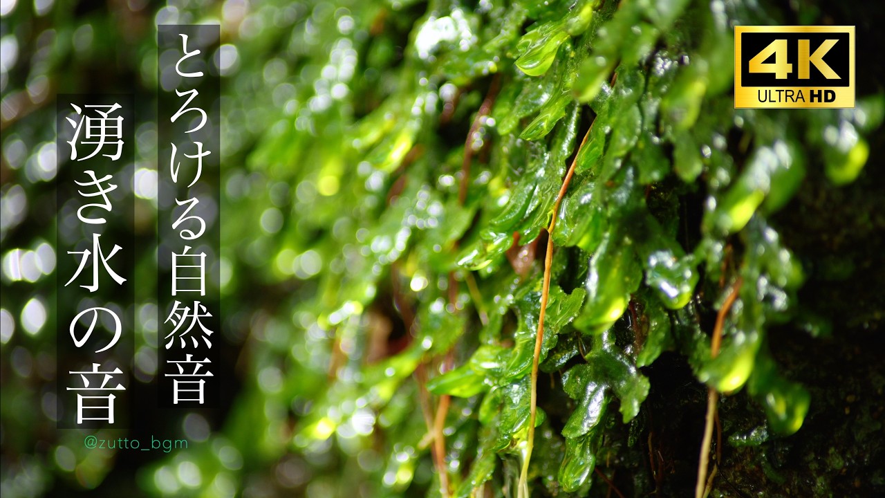 【自然の音と4K映像】湧き水のしずく音 Whispering water from mossy rocks / Relaxing nature ASMR