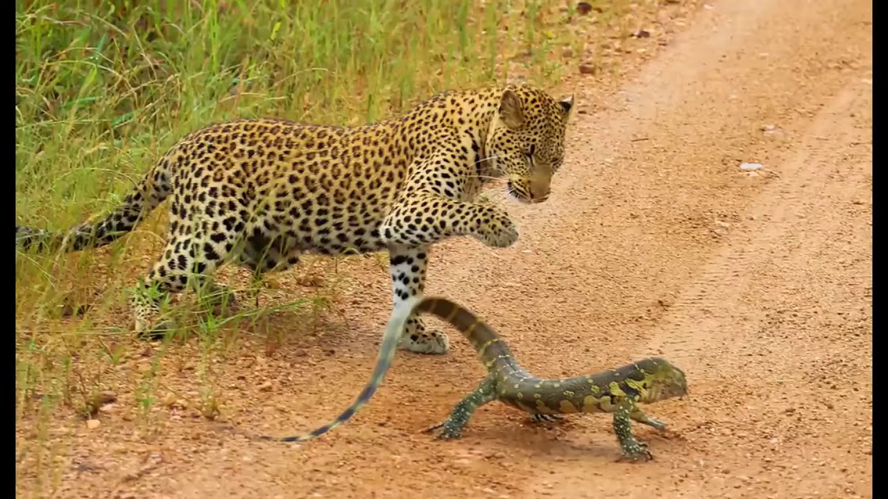 표범 vs 파이썬 아나콘다 엄청난전투! Leopard vs Python anaconda - YouTube