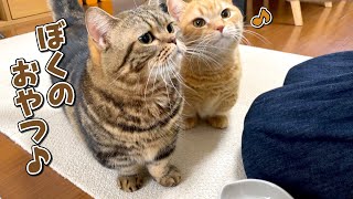 猫のおやつと人間のおやつが出てきた時の反応の違いが凄すぎましたw