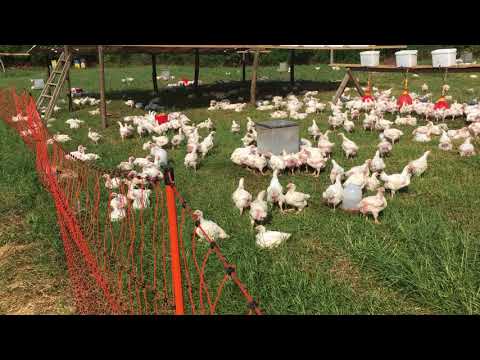 Видео: Отглеждане на пилета у дома: характеристики, грижи и препоръки