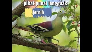 pikat lengguak terbaru jernih
