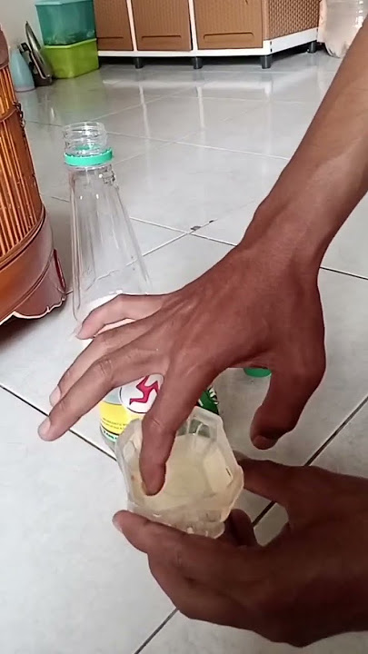 MANJUURRR..!! obat untuk murai serak atau suara hilang MANJUURRR..!! obat untuk murai serak atau suara hilang