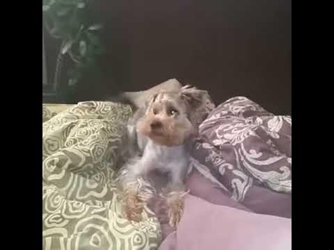 Супер-пес - YouTube