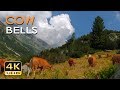 4k mountain cows  cowbell sounds  relaxing animals  nature  ultra  2160p