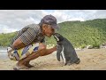 THIS PENGUIN SWIMS 2,000 MILES EVERY YEAR TO MEET HIS RESCUER