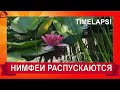 ЖИЗНЬ НИМФЕЙ - ЛЕТНЯЯ СОНАТА (пробуждение и сон) РЕЛАКС/ Nymphaea blooms- RELAX