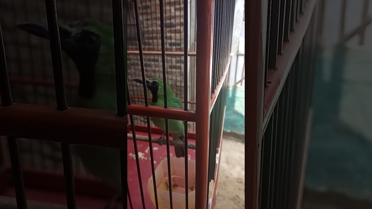 Burung php 