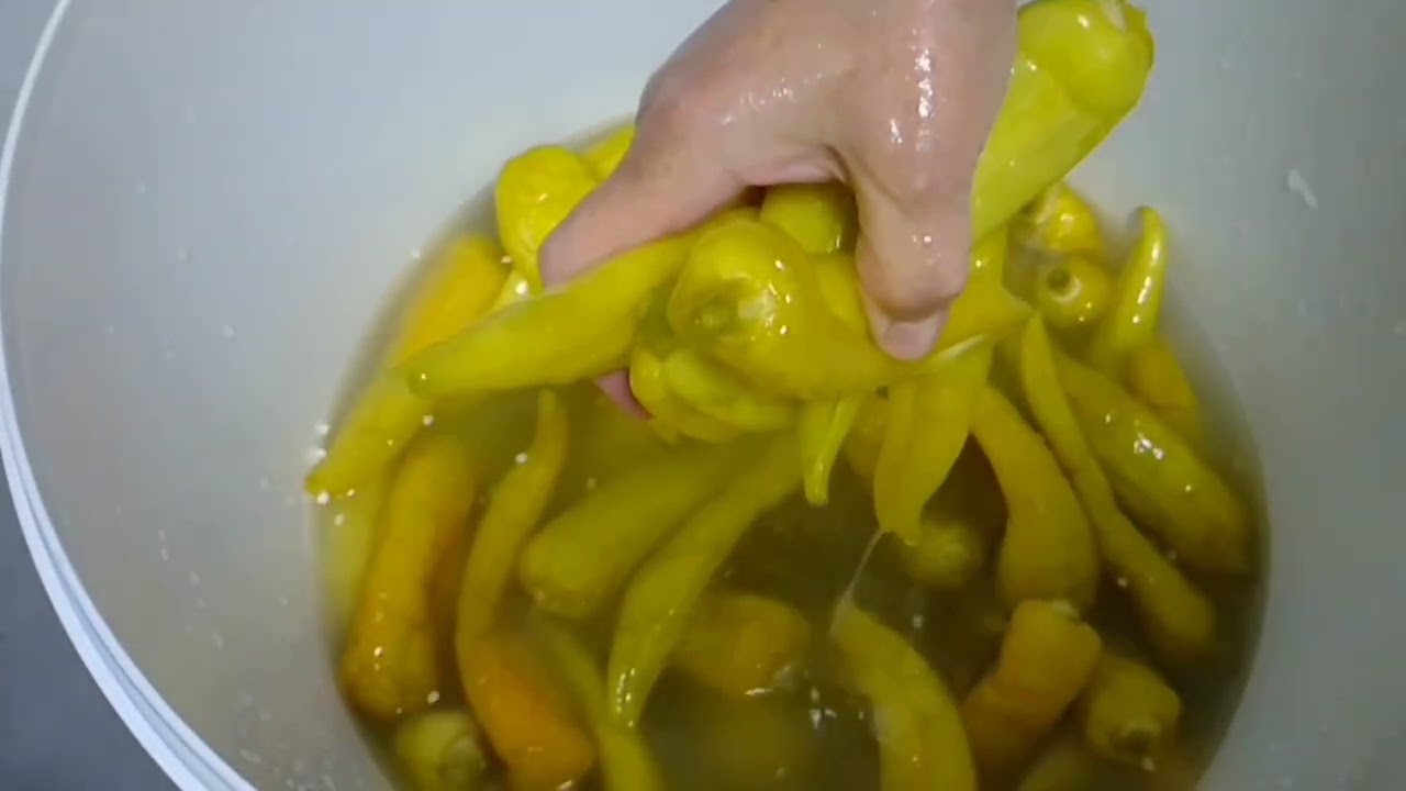 ԾԻԾԱԿԻ ԹԹՈՒ \ՃԻՇՏ ԱՂԱՋՈՒՐ ԾԻԾԱԿԻ ԹԹՎԻ ՀԱՄԱՐ / ՊԱՐԶ և ՀԱՄԵՂ ՏԱՐԲԵՐԱԿ 🌶️🌶️🌶️