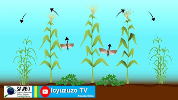 Climate smart Push pull System for Stem Borer Management in Maize in English accent from USA