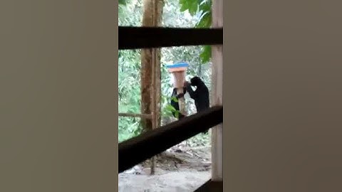 FIRAL BEGINILAH CARA BERUANG MERUSAK SARANG LEBAH MADU