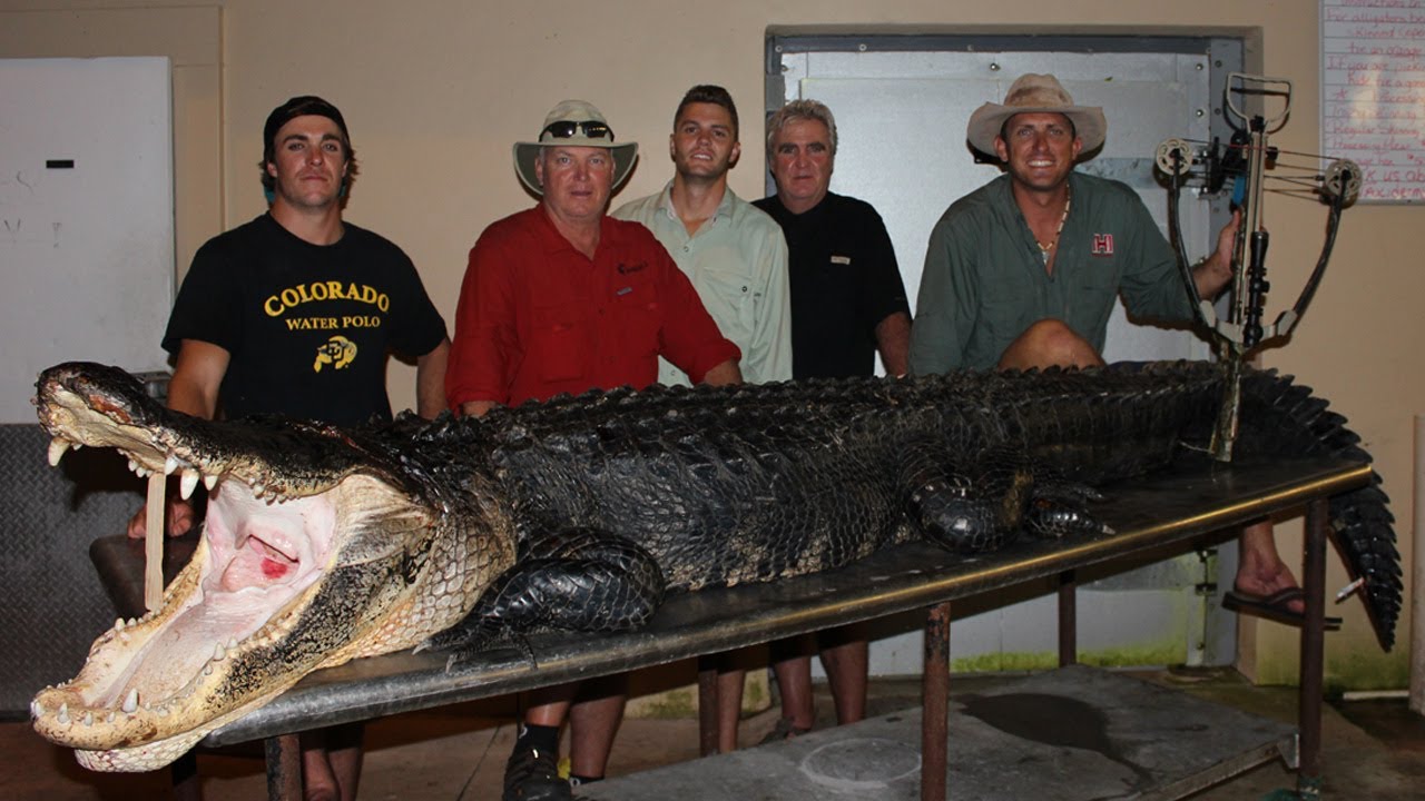 Alligator Hunting: The biggest Gator I've ever seen 