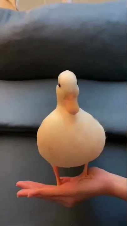 https://vt.tiktok.com/ZSRYbYXrq/?k=1