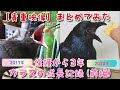 【成長記録まとめ】カラス保護から3周年記念製作！ カラスの成長の記録をまとめてみました(前編) 20200530、カラス&四つ足トリオ