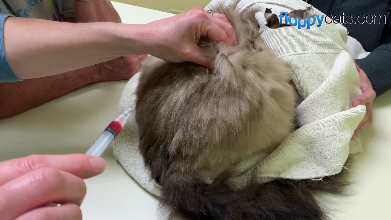 Transdermal B12 For Cats How To Give A Cat A B12 Shot In Hind Leg Area Floppycats Youtube