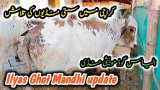 Ilyas Goth Cow Mandi 2024 Update |  Landhi Chepest Cow Mandi karachi 2024 | Shah Cattel Market