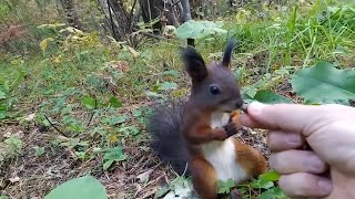 VIDEO DIVERTENTI: un uomo stava dando da mangiare ad uno scoiattolo ma questo improvvisament si bloc