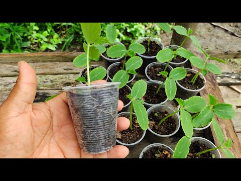 Vídeo: Quando plantar pepinos para mudas em 2021 na faixa do meio