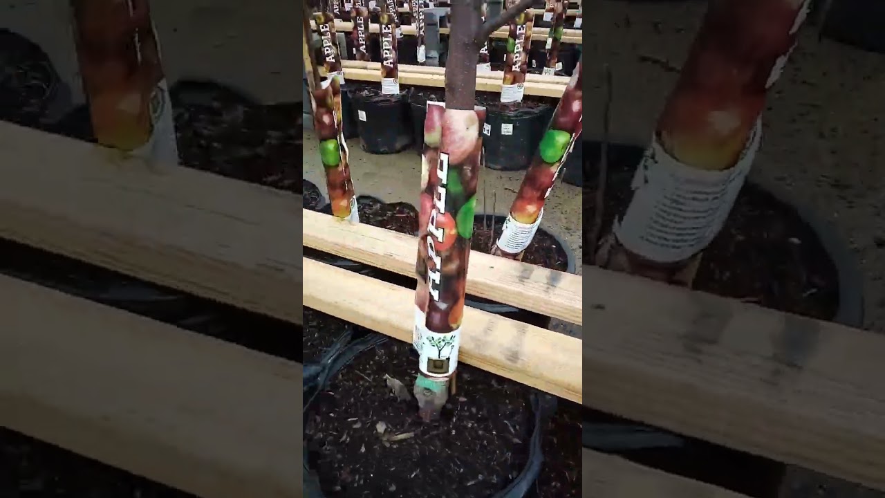 "Happy Bday!!" 2my uncle/ayahda Syed Wafa 