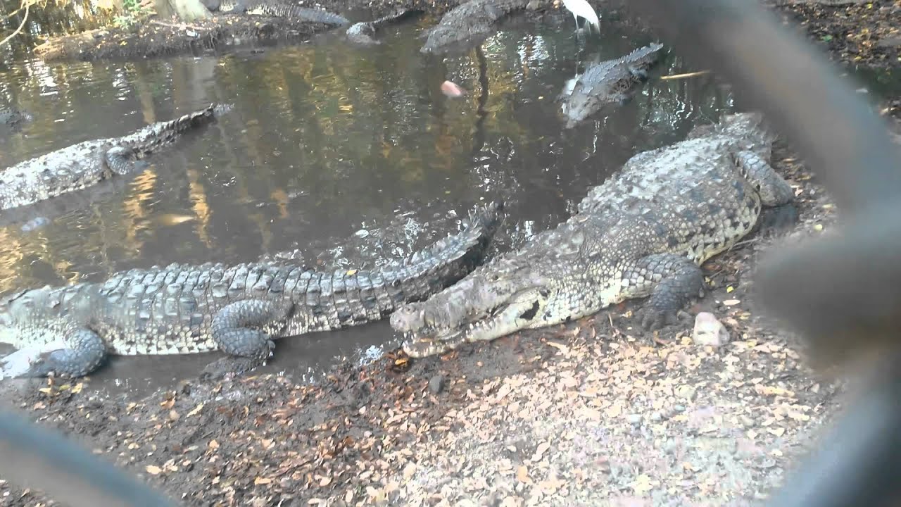 Boca De Tomates, Puerto Vallarta, Mexico Crocodiles Cocodrilos YouTube Boca De Tomates, Puerto Vallarta, Mexico Crocodiles Cocodrilos YouTube