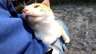 公園に茶トラ野良猫がいたのでナデナデしたら膝の上に乗って寛ぎだした