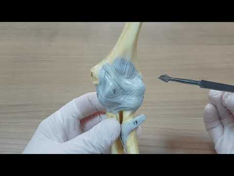 Dirsek Eklemi (Art. cubiti) Anatomisi